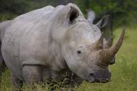 Rhino I.